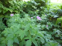 SAM_1066.webp