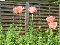 CIMG5443.webp