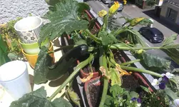 zucchini.webp