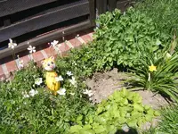 Katze.webp