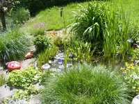 Teich5 6.6.2013.webp