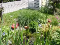 Teich7 6.6.2013.webp