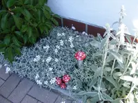 Pilze2.webp