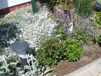 Erkerbeet 6.6.2013.webp