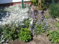 Erkerbeet2 6.6.2013.webp