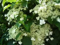 SAM_1215.webp
