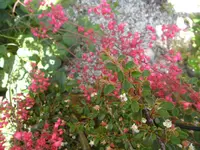 SAM_1216.webp