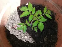 20130606_153354.webp