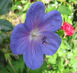 geranium johnson´s blue.webp