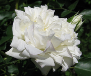 white meidiland.webp