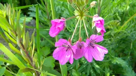 DSCN4815.webp