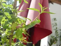 CIMG5122.webp