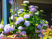 die große Hortensie aus dem WiKa_640.webp