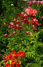 Kapu_Mohn_Akelei blühen_600.webp
