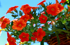 million bells im Hängekorb2_1024.webp