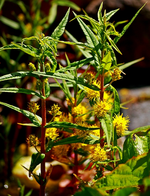 Goldfelberich blüht_600.webp