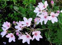 erodium absinthoides.webp