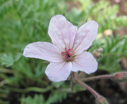 erodium absinthoides (wermut-Reiherschnabel).webp