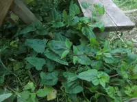 CIMG5166.webp