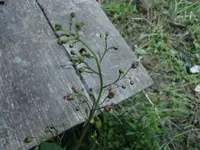 CIMG5165.webp