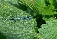DSC_5068_Libelle_trifft_Wanze.webp