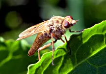 DSC_5220_Raubfliege.webp
