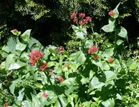 Blume.webp
