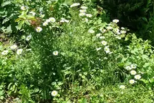 Blumen 1.webp