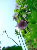Blumen Akelei 1.webp