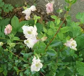 Blumen Akelei 2.webp
