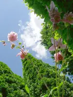 Blumen Akelei 3.webp