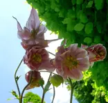 Blumen Akelei 4.webp
