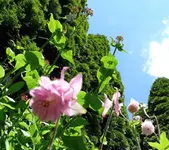Blumen Akelei 5.webp