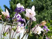 Blumen Akelei.webp