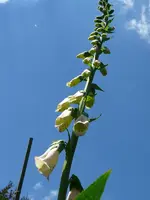 Blumen Fingerhut 1.webp