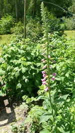 Blumen Fingerhut 2.webp