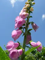 Blumen Fingerhut.webp