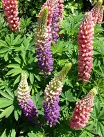 Blumen Lupinen1.webp