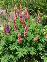 Blumen Lupinen.webp