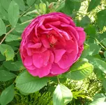 Blumen Rosen.webp
