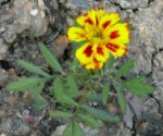 Blumen Tagetes.JPG