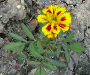 Blumen Tagetes.webp