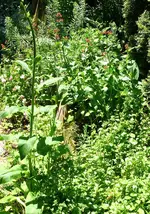 Blumenbeet.webp