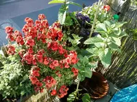 rps20130606_190913_603.webp