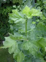 garten und mehr 020.webp