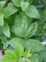 garten und mehr 023.webp