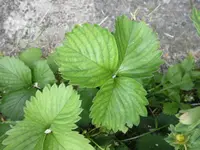 garten und mehr 024.webp