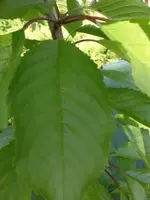 garten und mehr 025.webp