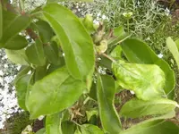 garten und mehr 027.webp