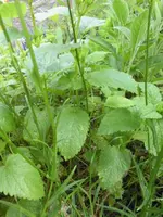 garten und mehr 021.webp